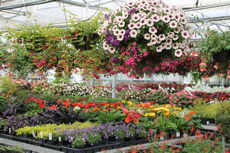 signal mountain nursery|signal mountain nursery tn.